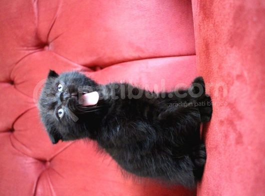 Annesi Scottish Fold Babası Blue Point görsel