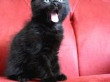 Scottish Fold Babası Blue Point