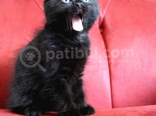 Scottish Fold Babası Blue Point görsel