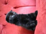 Annesi Scottish Fold Babası Blue Point
