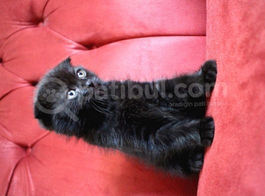Annesi Scottish Fold Babası Blue Point görsel