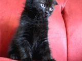 Scottish Fold Babası Blue Point