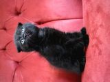 Annesi Scottish Fold Babası Blue Point