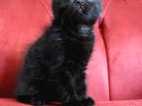 Scottish Fold Babası Blue Point