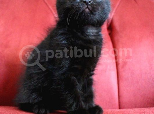 Scottish Fold Babası Blue Point
