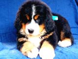 Fci Şecereli Bernese Mountain Dog