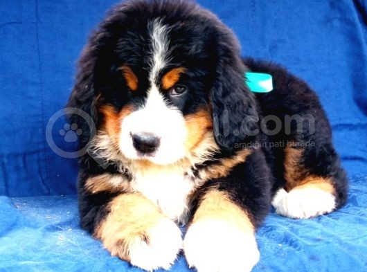 Fci Şecereli Bernese Mountain Dog görsel