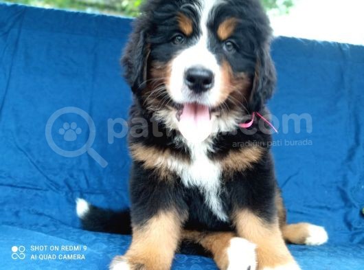 Fci Şecereli Bernese Mountain Dog görsel