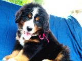 Fci Şecereli Bernese Mountain Dog
