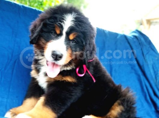 Fci Şecereli Bernese Mountain Dog görsel