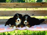 Fci Şecereli Bernese Mountain Dog