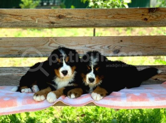 Fci Şecereli Bernese Mountain Dog görsel