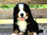 Fci Şecereli Bernese Mountain Dog