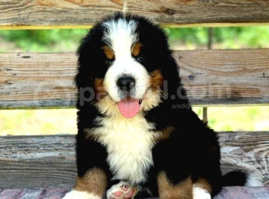 Fci Şecereli Bernese Mountain Dog
