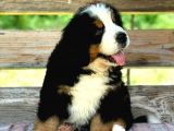 Fci Şecereli Bernese Mountain Dog