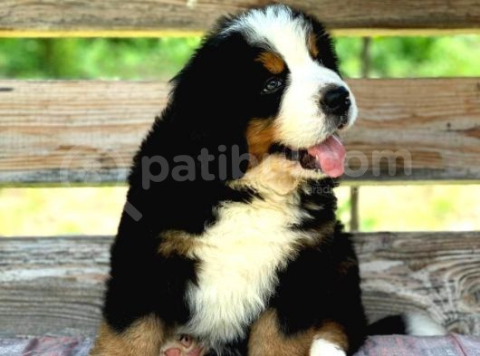 Fci Şecereli Bernese Mountain Dog görsel