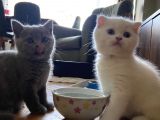 Acil! Scottish Fold Ve Scottish Straight Yavrularımızı Sahiplendireceğiz