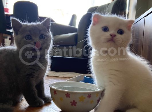 Acil! Scottish Fold Ve Scottish Straight Yavrularımızı Sahiplendireceğiz görsel