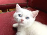 Acil! Scottish Fold Ve Scottish Straight Yavrularımızı Sahiplendireceğiz