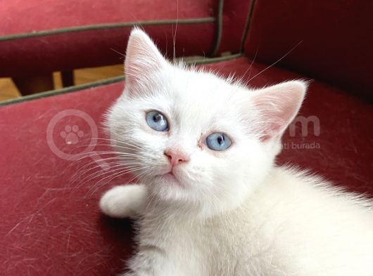 Acil! Scottish Fold Ve Scottish Straight Yavrularımızı Sahiplendireceğiz görsel
