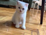 Acil! Scottish Fold ve Scottish Straight Yavrularımızı Sahiplendireceğiz