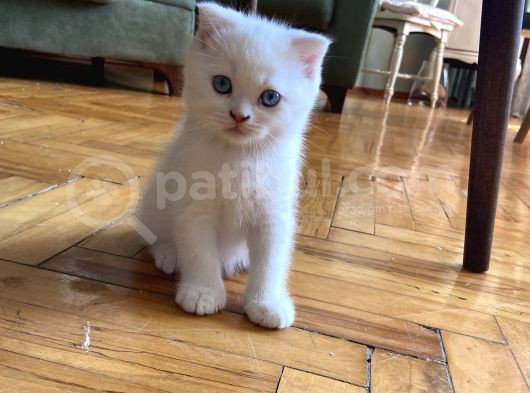 Acil! Scottish Fold Ve Scottish Straight Yavrularımızı Sahiplendireceğiz