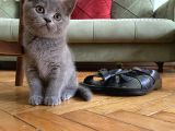 Acil! Scottish Fold Ve Scottish Straight Yavrularımızı Sahiplendireceğiz
