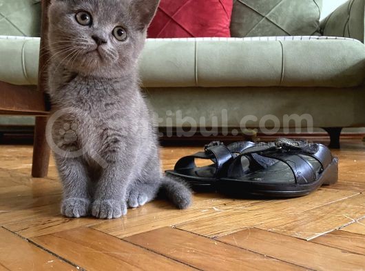 Acil! Scottish Fold Ve Scottish Straight Yavrularımızı Sahiplendireceğiz görsel