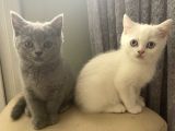 Acil! Scottish Fold Ve Scottish Straight Yavrularımızı Sahiplendireceğiz