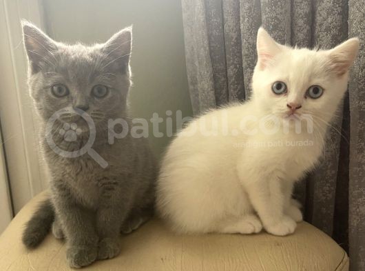 Acil! Scottish Fold Ve Scottish Straight Yavrularımızı Sahiplendireceğiz görsel