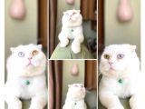 Acil! Scottish Fold Ve Scottish Straight Yavrularımızı Sahiplendireceğiz