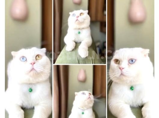 Acil! Scottish Fold Ve Scottish Straight Yavrularımızı Sahiplendireceğiz görsel