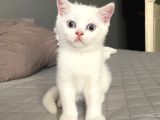 Acil! Scottish Fold Ve Scottish Straight Yavrularımızı Sahiplendireceğiz