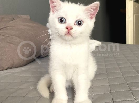 Acil! Scottish Fold Ve Scottish Straight Yavrularımızı Sahiplendireceğiz görsel