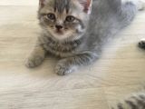 Scottish Straight Tabby Yavrularımız Yeni Yuvalarına Gitmeye Hazırdır
