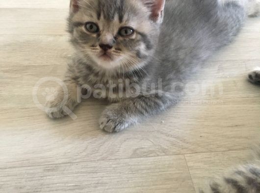 Scottish Straight Tabby Yavrularımız Yeni Yuvalarına Gitmeye Hazırdır görsel