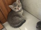Scottish Straight Tabby Yavrularımız Yeni Yuvalarına Gitmeye Hazırdır
