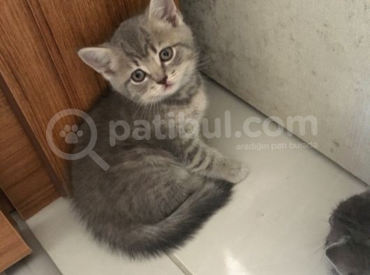 Scottish Straight Tabby Yavrularımız Yeni Yuvalarına Gitmeye Hazırdır görsel
