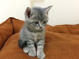 Scottish Straight Tabby Yavrularımız Yeni Yuvalarına Gitmeye Hazırdır