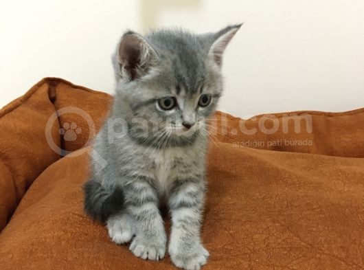 Scottish Straight Tabby Yavrularımız Yeni Yuvalarına Gitmeye Hazırdır görsel
