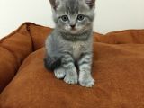 Scottish Straight Tabby Yavrularımız Yeni Yuvalarına Gitmeye Hazırdır