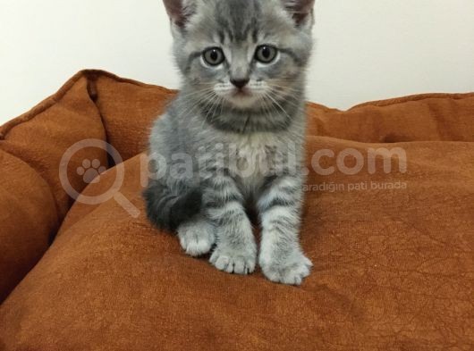 Scottish Straight Tabby Yavrularımız Yeni Yuvalarına Gitmeye Hazırdır görsel