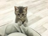 Scottish Straight Tabby Yavrularımız Yeni Yuvalarına Gitmeye Hazırdır