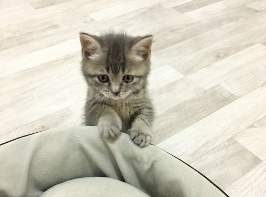 Scottish Straight Tabby Yavrularımız Yeni Yuvalarına Gitmeye Hazırdır görsel