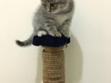Scottish Straight Tabby Yavrularımız Yeni Yuvalarına Gitmeye Hazırdır
