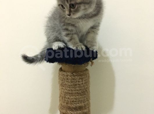 Scottish Straight Tabby Yavrularımız Yeni Yuvalarına Gitmeye Hazırdır görsel