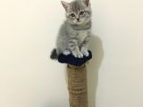 Scottish Straight Tabby Yavrularımız Yeni Yuvalarına Gitmeye Hazırdır