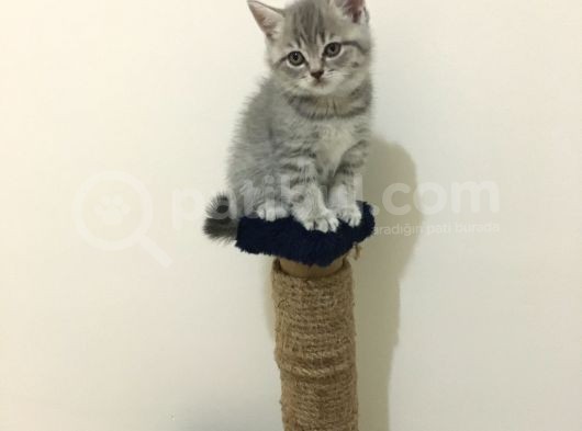 Scottish Straight Tabby Yavrularımız Yeni Yuvalarına Gitmeye Hazırdır görsel