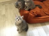 Scottish Straight Tabby Yavrularımız Yeni Yuvalarına Gitmeye Hazırdır