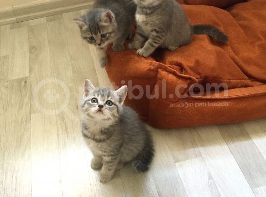 Scottish Straight Tabby Yavrularımız Yeni Yuvalarına Gitmeye Hazırdır görsel